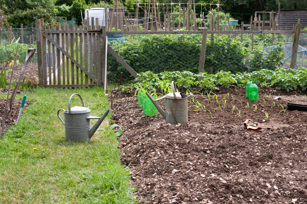 Allotment waiting lists slashed in Exeter The Exeter Daily